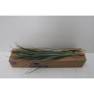 Freshy Xerophyllum Tenax Bear grass | Colour: Green | Length ± 75 centimeter | 20 stems per bunch | Per 5 bunches