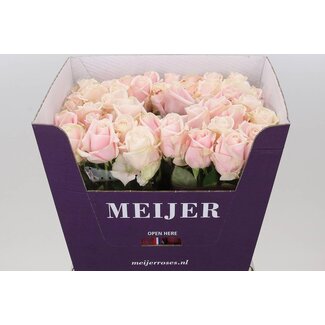 Freshy Rosen “Sweet Avalanche” | Farbe: Rosa | Länge ± 70 centimeter | Pro 20 Rosen