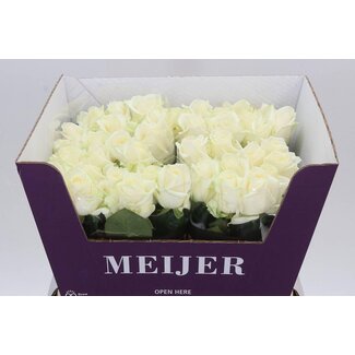 Freshy Roses “Avalanche Masterpiece” | Colour: White | Length ± 60 centimeter | Per 20 roses