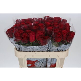 Freshy Rosen “Rhodos” | Farbe: Rot | Länge ± 70 centimeter | Pro 10 Rosen