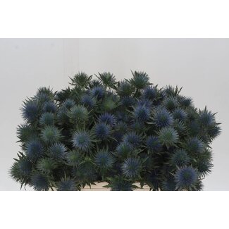 Freshy Eryngium Blue Thistle “Magnetar Qstar” | Colour: Blue | Length ± 50 centimeter | Per 10 stems fresh flowers