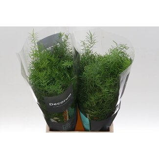 Freshy Asparagus Densiflorus Sprengeri | Colour: Green | Length ± 45 centimetre | Per 50 stems