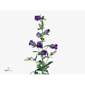 Freshy Campanula Moyen “Champion Blue” | Couleur: Violet | Longueur ± 70 centimeter | Par 10 fleurs fraîches