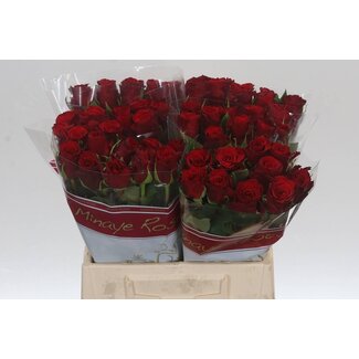 Freshy Rosen “Red Torch” | Farbe: Rot | Länge ± 40 centimeter | Pro 20 Rosen