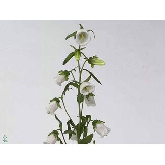 Freshy Campanula Medium “Champion White” | Colour: White | Length ± 70 centimetre | Per 10 fresh flowers