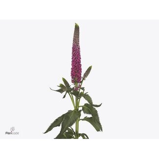 Freshy Veronica Smart “Artist” | Colour: Pink | Length ± 60 centimetre | Per 25 stems fresh flowers