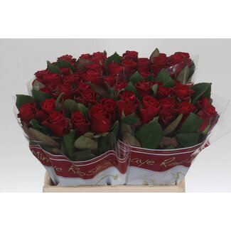Freshy Roses “Red Tacazzi” | Colour: Red | Length ± 40 centimetre | Per 20 roses