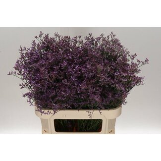 Freshy Limonium Safora “Lilac” | Kleur: Paars | Lengte ± 80 centimeter | Per 25 stelen verse bloemen