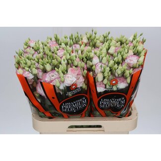 Freshy Eustoma Lisianthus Double-flowered Croma “Bridal Kiss” | Colour: White | Length ± 70 centimetre | Per 10 stems fresh flowers