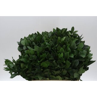 Freshy Ruscus Hypophyllum Mouse Thorn | Colour: Green | Length ± 60 centimeter | Per 50 stems