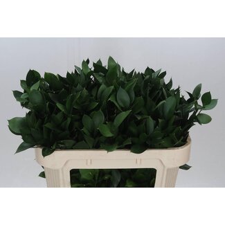 Freshy Ruscus Hypophyllum Muizendoorn | Colour: Green | Length ± 70 centimeter | Per 50 stems