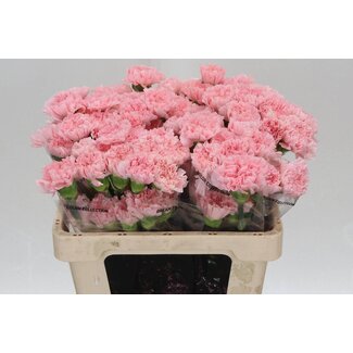 Freshy Kurze Nelke “Doncel” | Farbe: Rosa | Länge ± 55 Zentimeter | Pro 20 frische Blumen