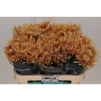 Freshy Deco Chrysanthemum Chrysanthemum “Cipria Salmon” | Colour: Brown | Length ± 70 centimetre | Per 10 fresh flowers