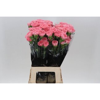 Freshy Long carnation “Betsy” | Colour: Pink | Length ± 70 centimeter | Per 20 fresh flowers