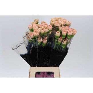 Freshy Lange Nelke “Lege Marrone” | Farbe: Orange | Länge ± 70 centimeter | Pro 20 frische Blumen