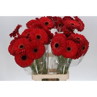 Freshy Gerbera “Armor” | Colour: Red | Length ± 50 centimeter | Per 10 fresh flowers