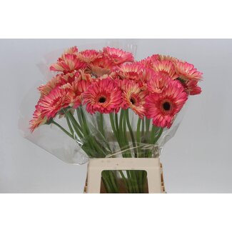Freshy Gerbera “Hippie Chic” | Colour: Yellow Pink | Length ± 50 centimetre | Per 10 fresh flowers