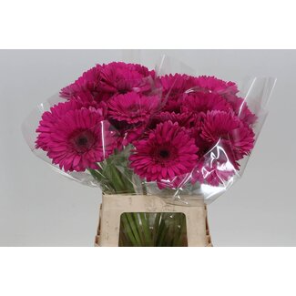Freshy Gerbera “Bon Dia” | Colour: Red | Length ± 50 centimeter | Per 10 fresh flowers