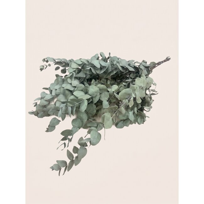 Natural green Eucalyptus Cinerea dried flowers | Length ± 70 centimetres | Weight ± 150 grams