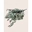 Natürliche grüne Eukalyptus Cinerea Trockenblumen | Länge ± 70 Zentimeter | Gewicht ± 150 Gramm