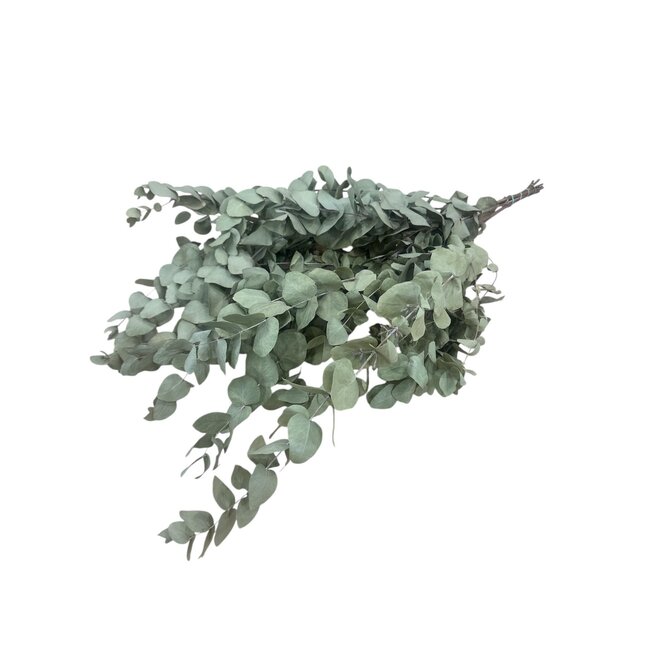 Natural green Eucalyptus Cinerea dried flowers | Length ± 70 centimetres | Weight ± 150 grams