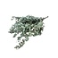 Eucalyptus Cinerea séchée naturelle verte | Longueur ± 70 centimètres | Poids ± 150 grammes