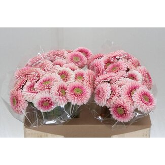 Freshy Germini Aqua “Bolero Lipline” | Colour: Pink | Length ± 50 centimetre | Per 20 fresh flowers