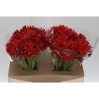 Freshy Gerbera Pastini “Soiree” | Colour: Red | Length ± 50 centimetre | Per 25 fresh flowers