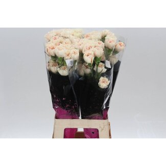 Freshy Long Carnation “Apple Tea” | Colour: Yellow | Length ± 70 centimeter | Per 20 fresh flowers