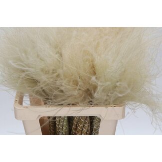 Freshy Stipa Pennata Feather Grass | Colour: Natural | 10 plumes per bunch | Length ± 60 centimetre | Per 5 bunches