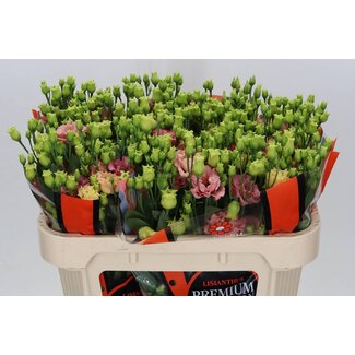 Freshy Eustoma Lisianthus Filled “Sabrina Orange” | Colour: Pink | Length ± 70 centimeter | Per 10 stems fresh flowers