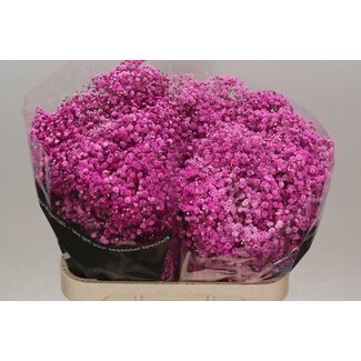 Freshy Gypsophila Gipskraut “leuchtendrosa” Farbbehandelt | Farbe: Rosa | Länge ± 80 centimeter | Pro 25 Stielen frische Blumen
