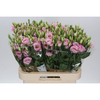 Freshy Eustoma Lisianthus Einzelblütig “Claire L Pink” | Farbe: Rosa | Länge ± 70 centimeter | Pro 10 Stielen frische Blumen