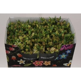 Freshy Alstroemeria Fl “Lolea” | Colour: White | Length ± 75 centimetre | Per 10 stems fresh flowers