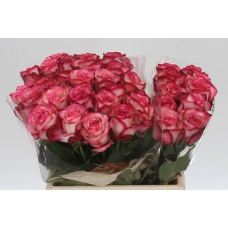 Freshy Roses “Paloma” | Colour: Pink | Length ± 40 centimetre | Per 20 roses