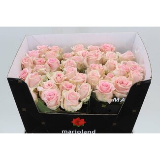 Freshy Rosen “Rosa Sweet Dolomiti” Größe XL | Kleur: Rosa | Länge ± 60 centimeter | Per 20 Rosen