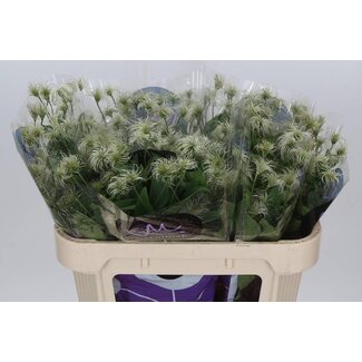 Freshy Clematis Woodland climber “Amazing Kibo” | Colour: Green | Length ± 70 centimetre | Per 10 fresh flowers