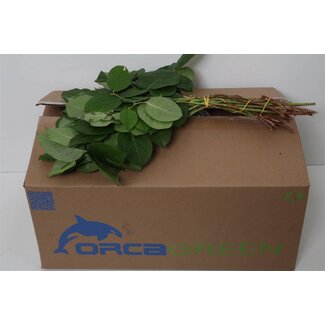 Freshy Salal Gaultheria Tips Orca Short | Colour: Green | Length ± 40 centimetre | Per 5 bunches