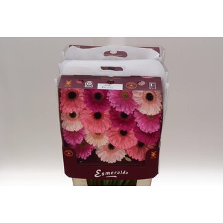 Freshy Gerbera Large-flowered Aqua “Mix Pastel” | Colour: Mixed Colours | Length ± 45 centimetre | Per 15 fresh flowers