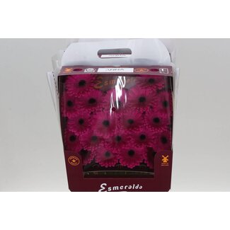 Freshy Gerbera Mini Aqua “Anna” | Colour: Pink | Length ± 45 centimetre | Per 20 fresh flowers