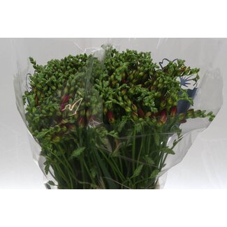 Freshy Double-flowered Freesia “Expression” | Colour: Red | Length ± 52 centimetre | Per 50 stems fresh flowers
