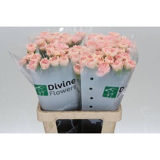 Freshy Dutch Carnation “Pastel Crimea” | Colour: Pink | Length ± 60 centimetre | Per 20 fresh flowers