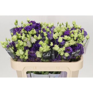 Freshy Eustoma Lisianthus Filled “Alissa Blue” | Colour: Blue | Length ± 70 centimeter | Per 10 stems fresh flowers