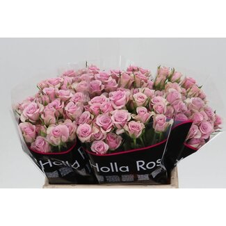 Freshy Holländische Rispenrose “Leila” | Farbe: Lila | Länge ± 40 centimeter | Pro 20 frische Rosen