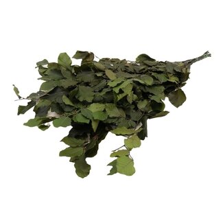 4A Preserved Beech leaf | Colour: Green | Length 80 centimeter | Weight 150 gram | Per bunch