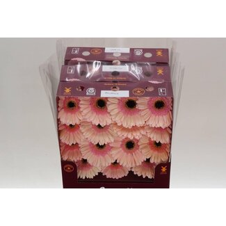 Freshy Gerbera Großblumig Aqua “Alliance” | Farbe: Orange | Länge ± 45 centimeter | Pro 15 frische Blumen