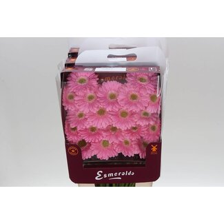 Freshy Gerbera Mini Aqua “Babble” | Colour: Pink | Length ± 45 centimetre | Per 20 fresh flowers