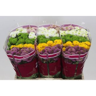 Freshy Chrysanthemum Chrysanthemum Santini Pompon Mixed in Bunch | Colour: Mixed Colours | Length ± 55 centimetre | Per 25 stems fresh flowers