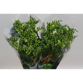 Freshy Doppelblütige Freesie “Versailles” | Farbe: Weiß | Länge ± 54 centimeter | Pro 50 Stiele frische Blumen