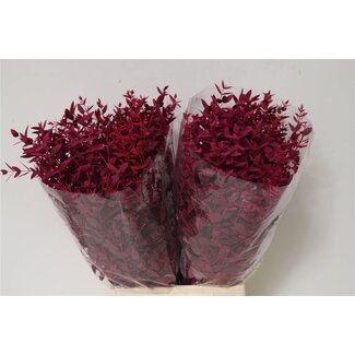 Freshy Eucalyptus Parvifolia gefärbt Kirschrot Kurz | Farbe: Kirschrot | Länge ± 50 centimeter | Gewicht 150g | Pro 5 Bündel